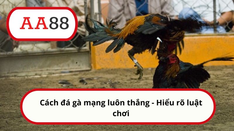 Cách đá gà mạng luôn thắng - Hiểu rõ luật chơi