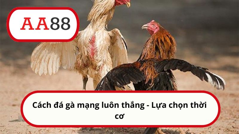 Cách đá gà mạng luôn thắng - Lựa chọn thời cơ