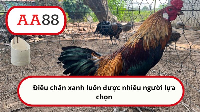 Điều chân xanh luôn được nhiều người lựa chọn